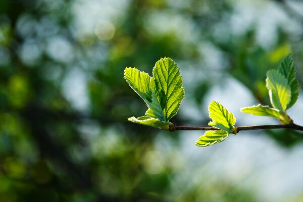 Spring young branch