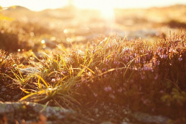 Herbe dans le champ au coucher du soleil de la journée