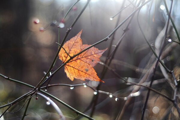 A single leaf stuck in the branches