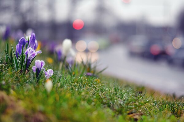 Petites fleurs violettes après la pluie