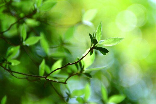 Le soleil joue dans le feuillage vert