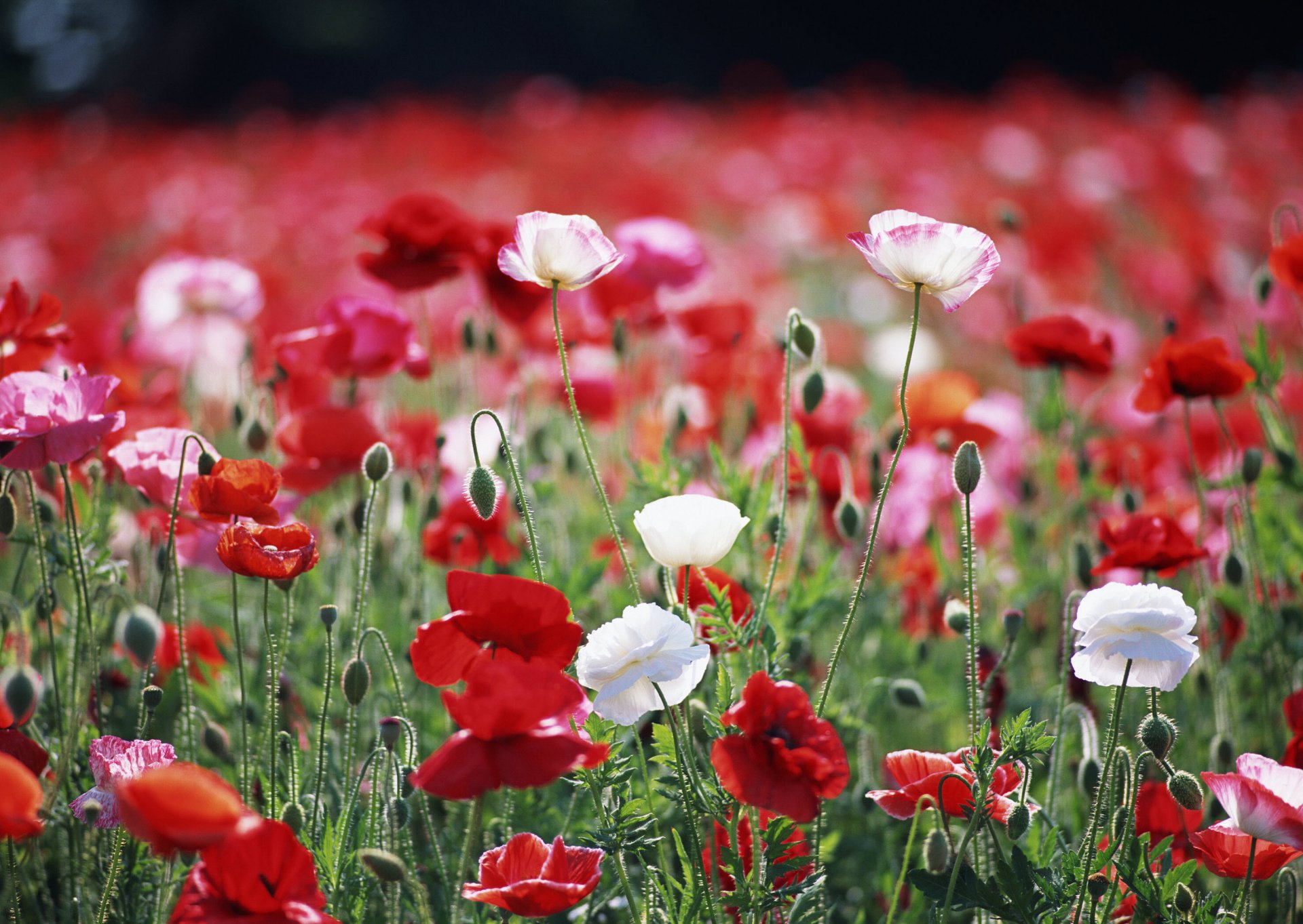 blumen mohnblumen rot weiß feld makro pflanzen