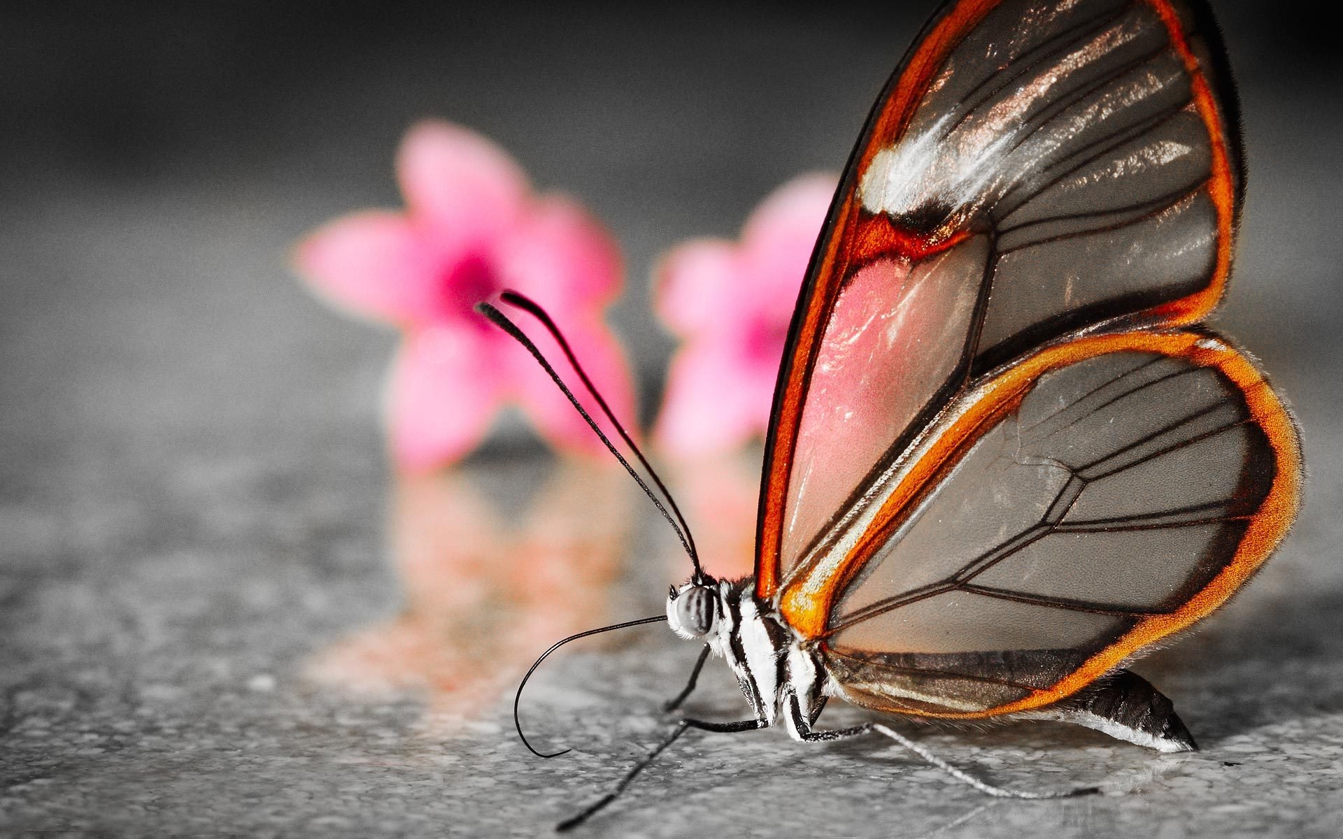 butterfly flower blur translucent wing