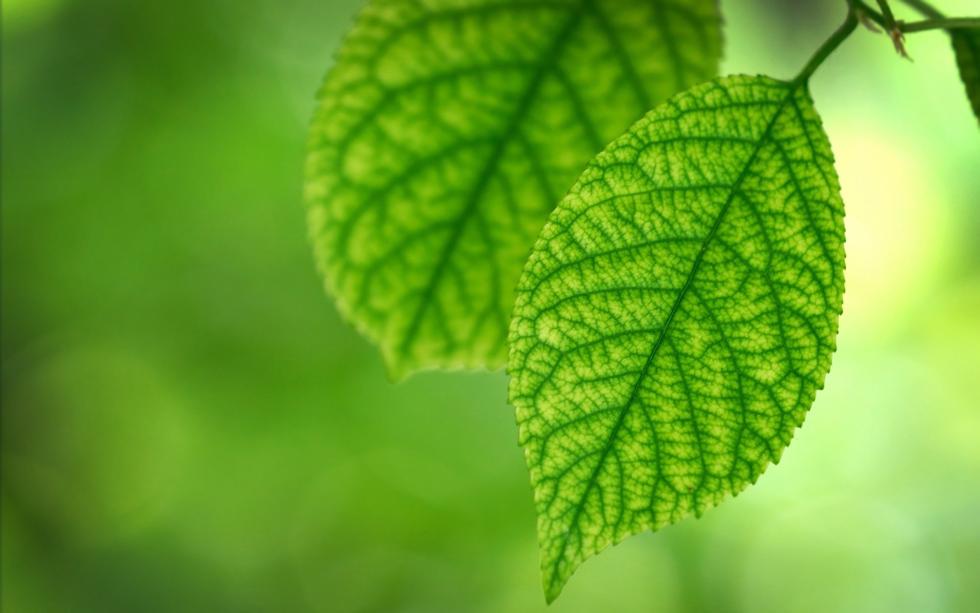 leaves piece sheets green freshness summer spring foliage