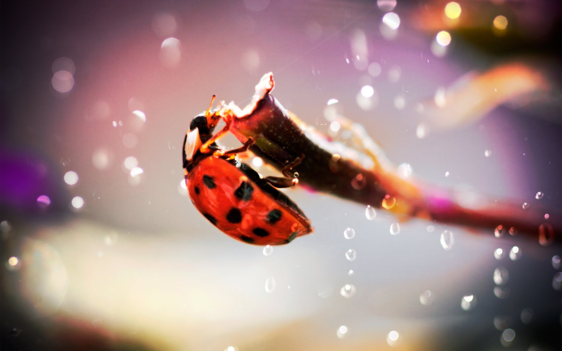 coccinella insetto scarabeo foto messa a fuoco abbagliamento gocce ramo madpotat