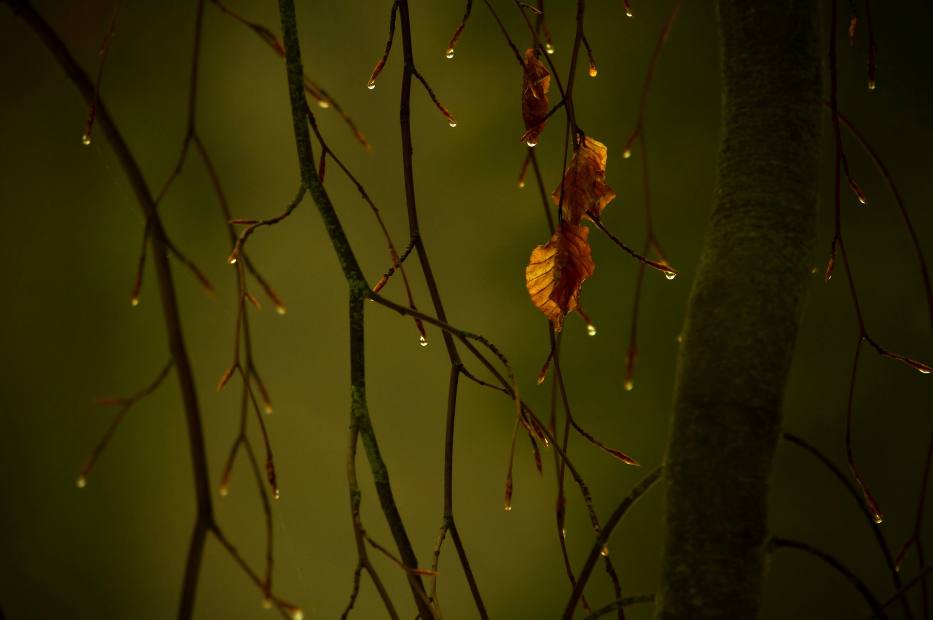 macro ramo autunno fogliame gocce