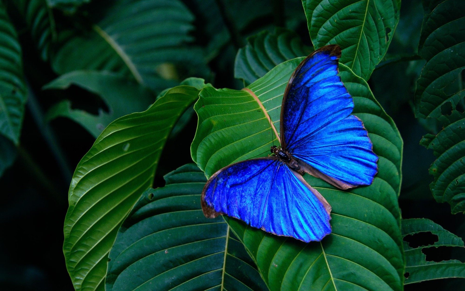 sfondo foglie blu farfalla ali insetto