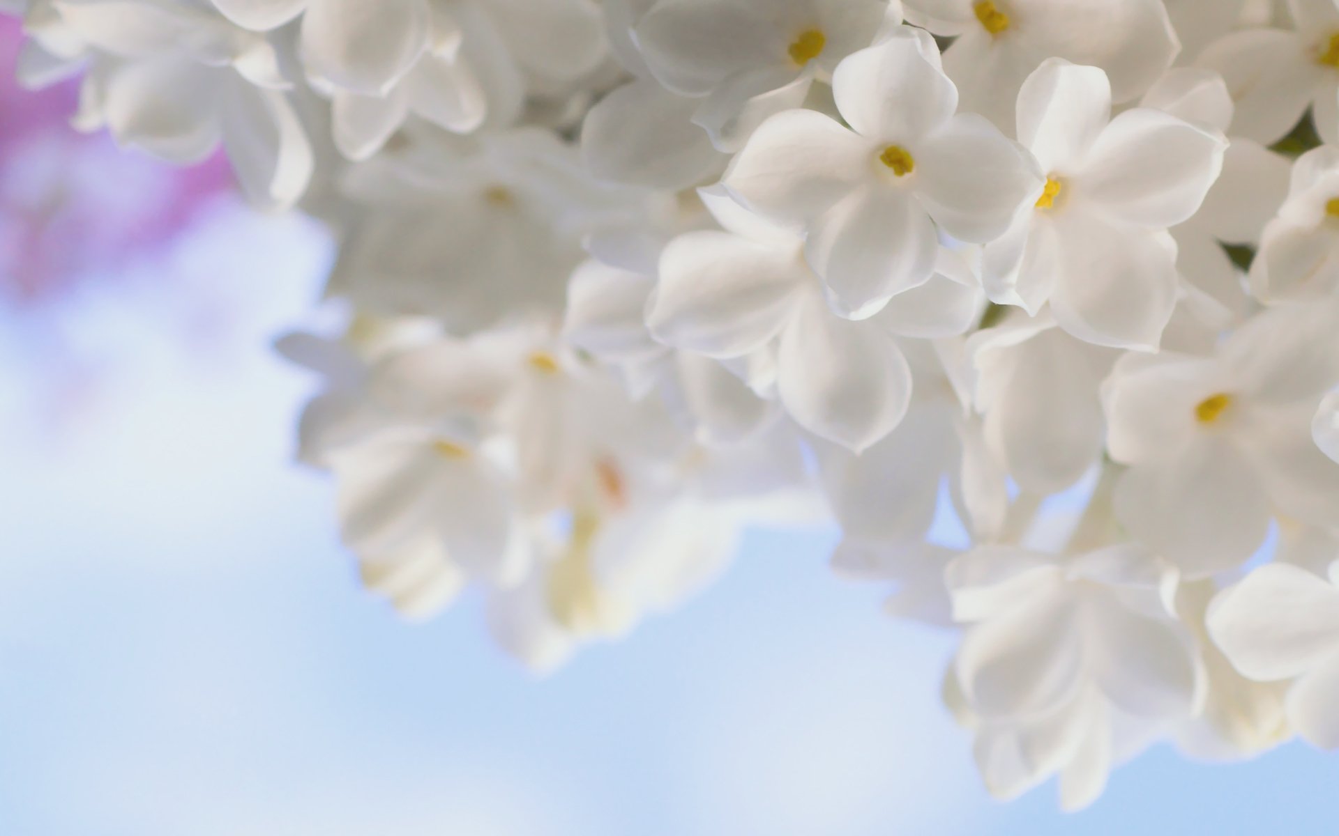 lilas blanc fleurs tendresse printemps gros plan