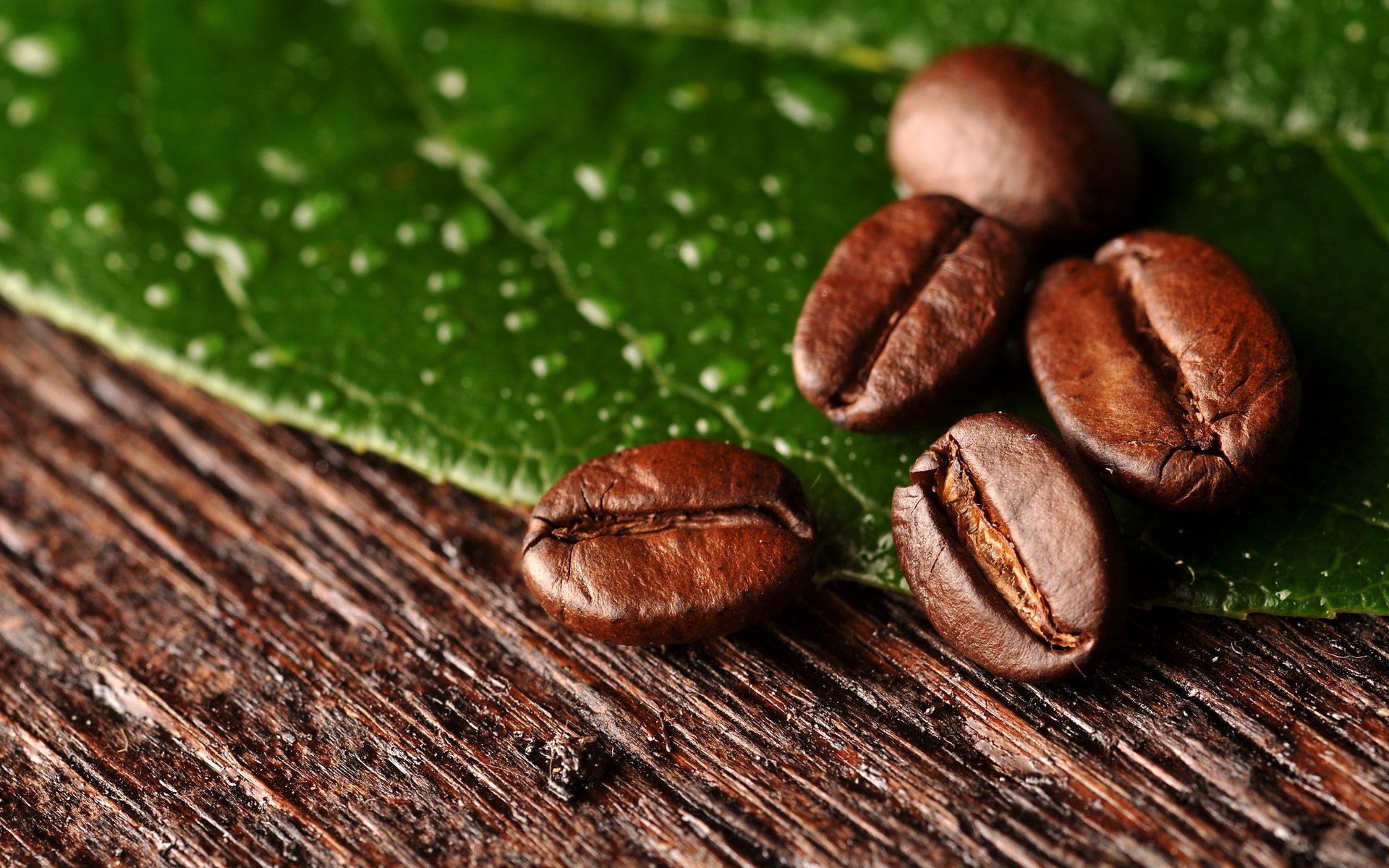 coffee grains leaf macro beans macro