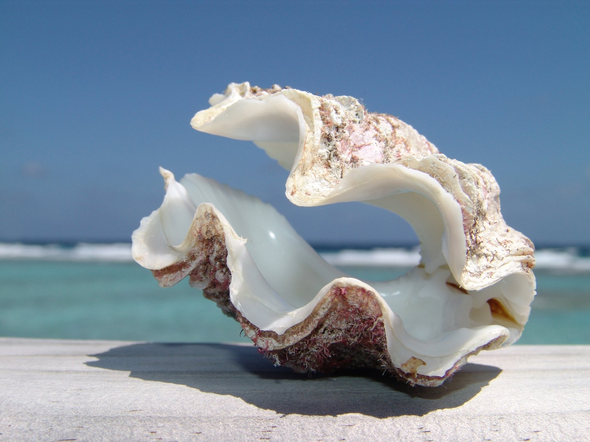 and clam shells asymmetry background ocean horizon sky