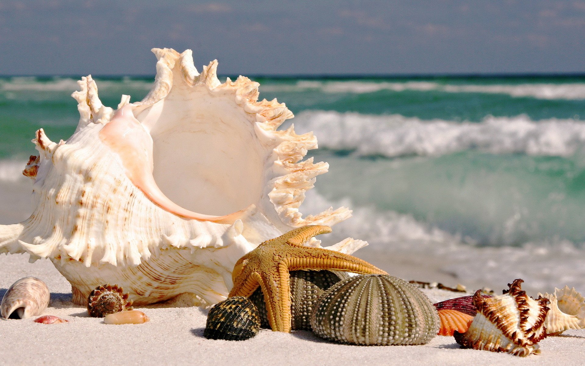 beach ocean miscellaneous shells star focu