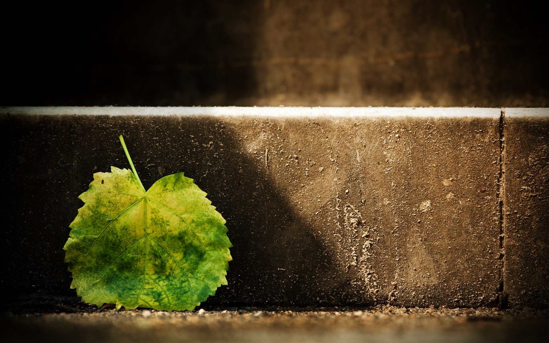 feuille feuille marche lumière