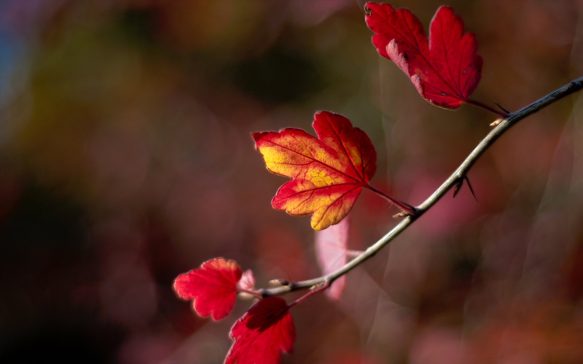 ramoscello foglie autunno sfocatura bokeh