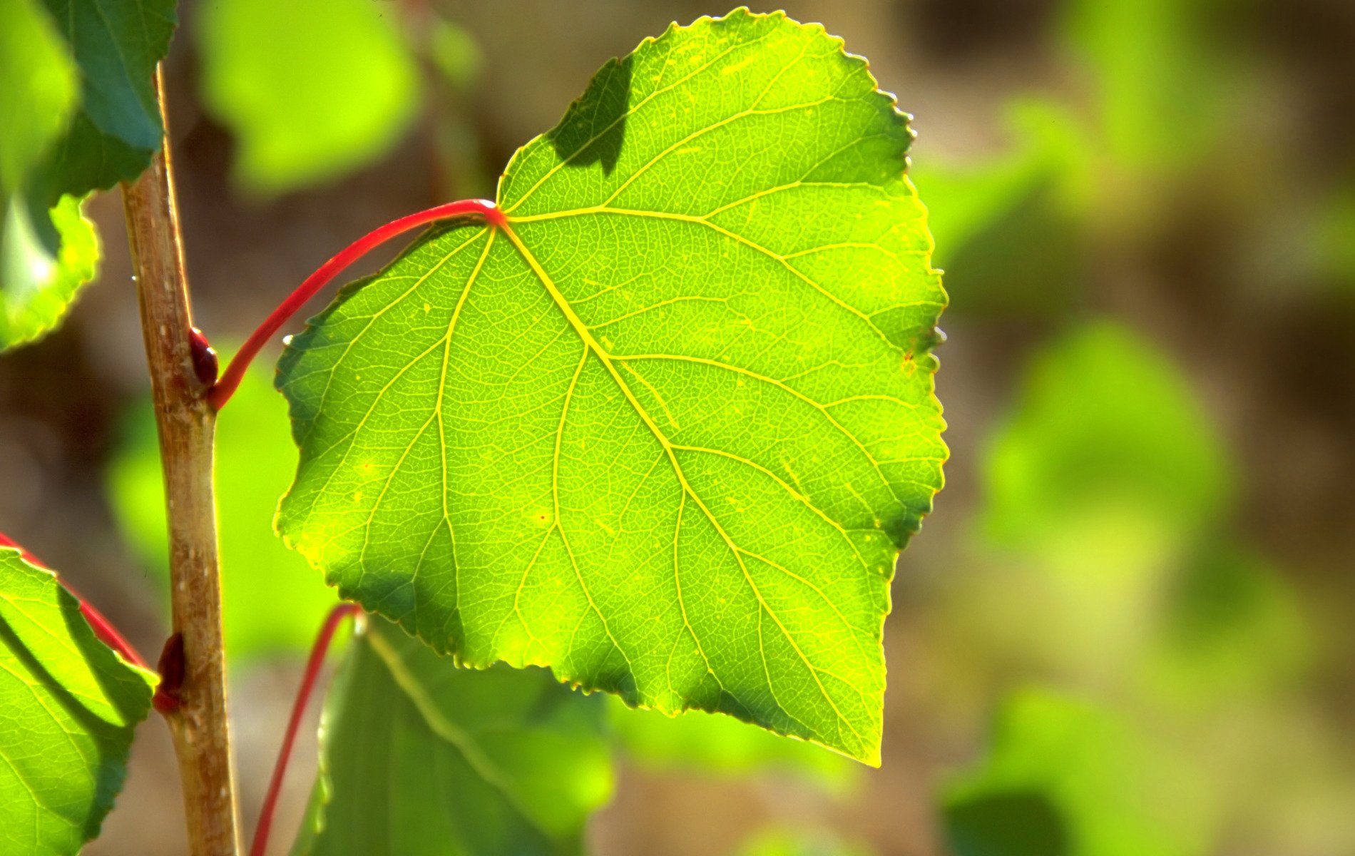 tiglio foglia primavera verde sole luce abbagliamento