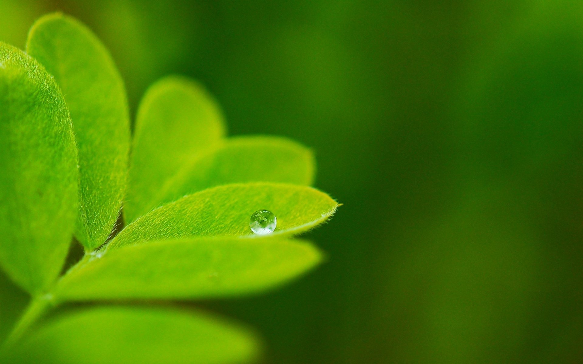 nature plants leaf green close up drop background wallpaper