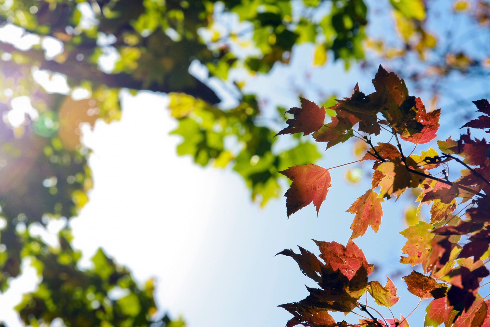 natura autunno cielo rami fogliame