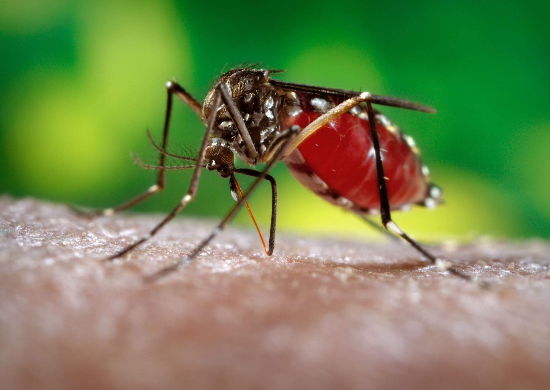 close up mosquito leather hand sucks blood wallpaper