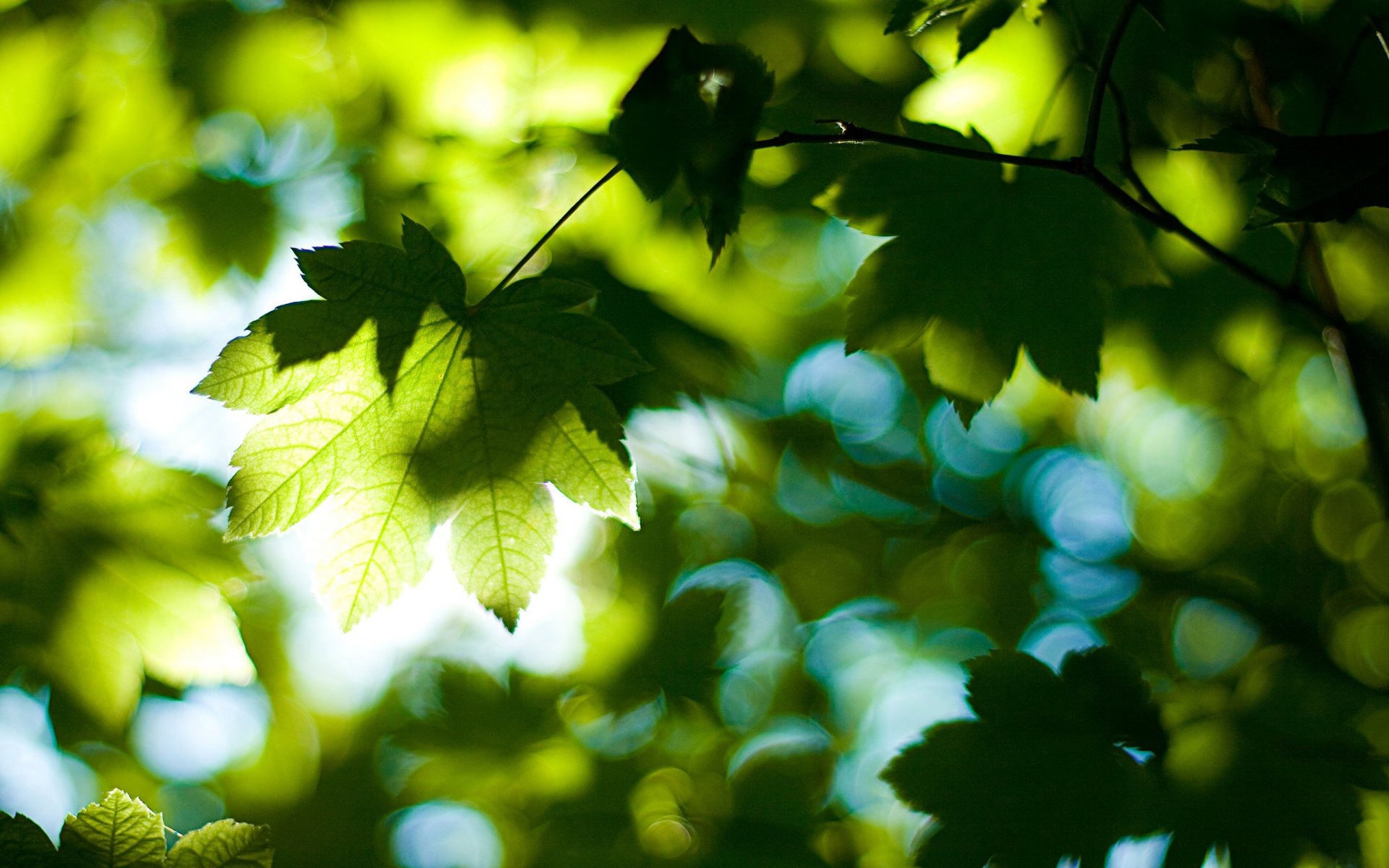 nature tree leaves foliage summer forest light day