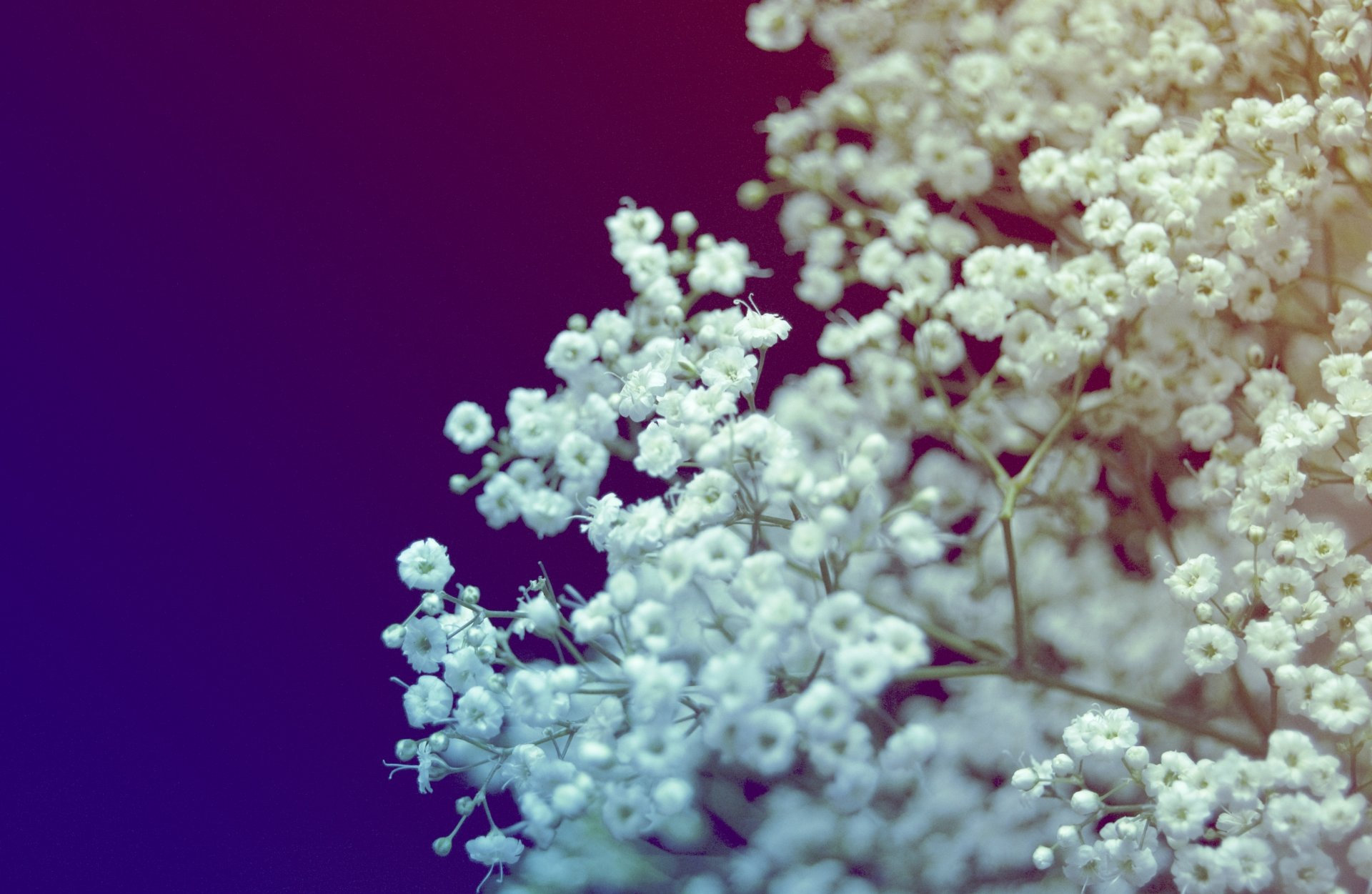 white flowers bouquet macro blue color color