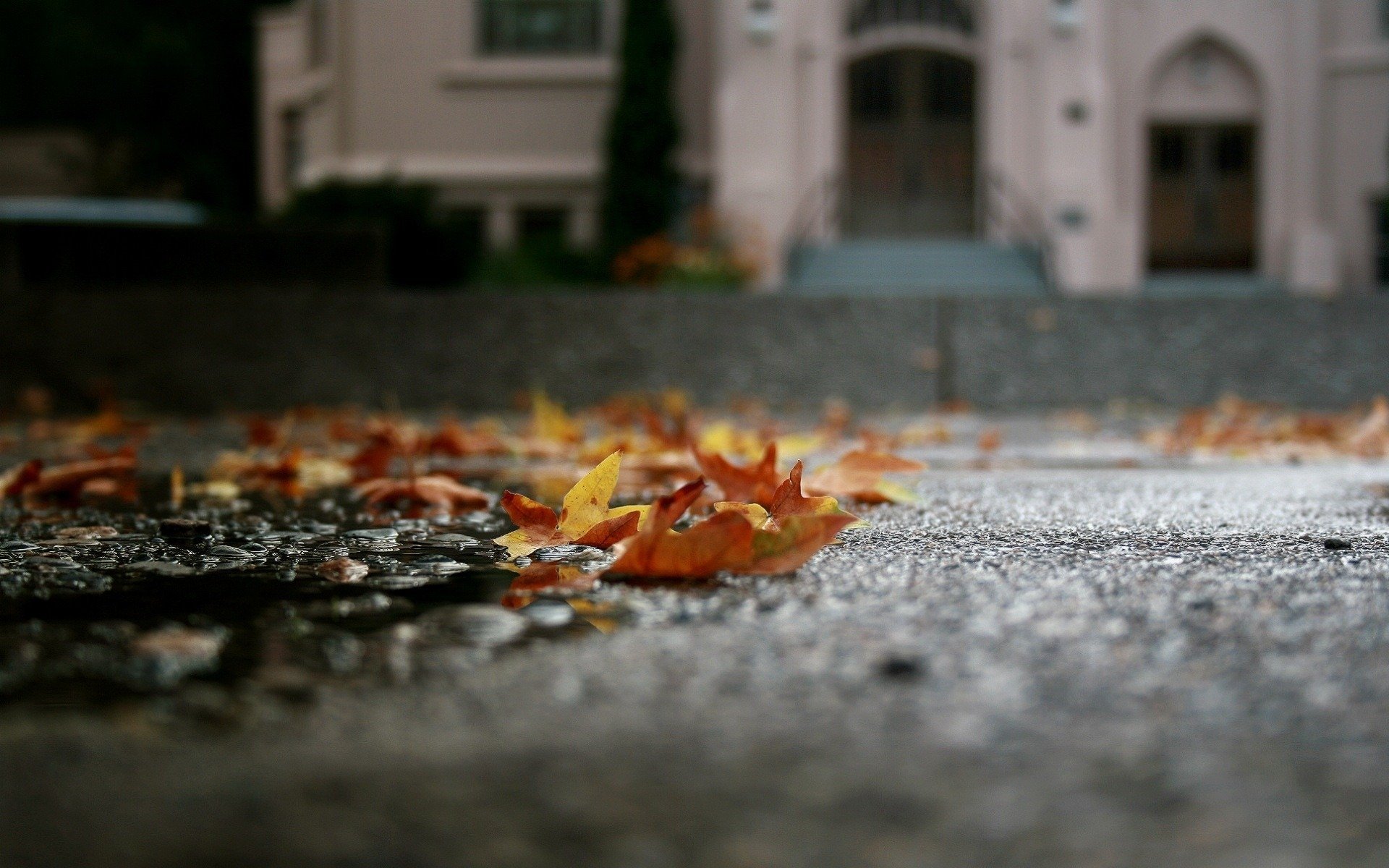 macro asfalto autunno caduto foglie pozzanghera