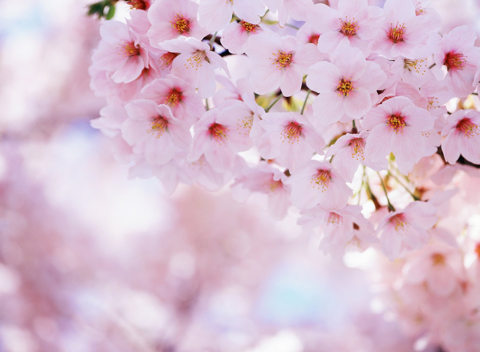 akura cherry flower bloom petals spring nature