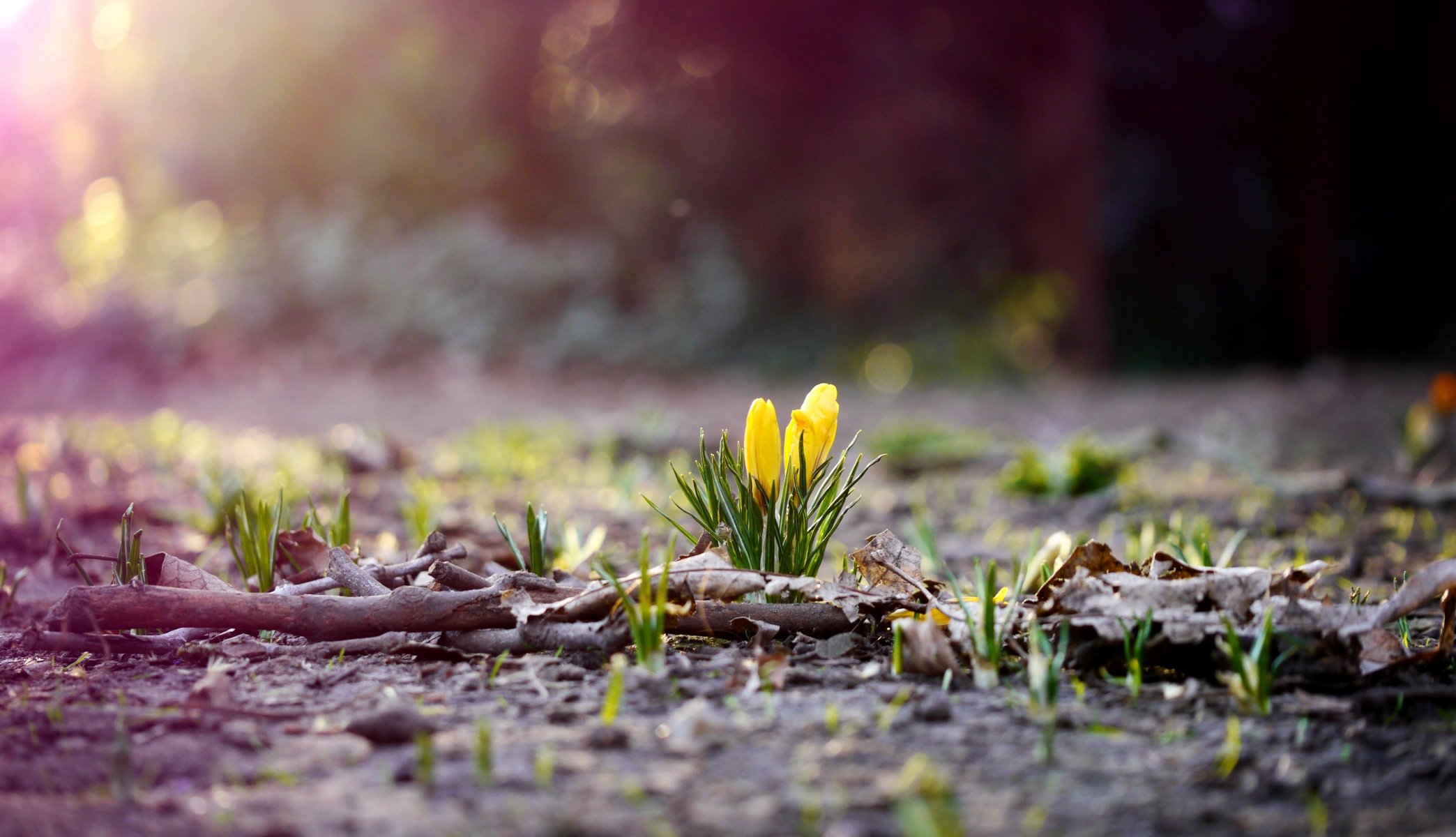 nature terre herbe feuillage feuilles branches fleurs fleur crocus jaune printemps