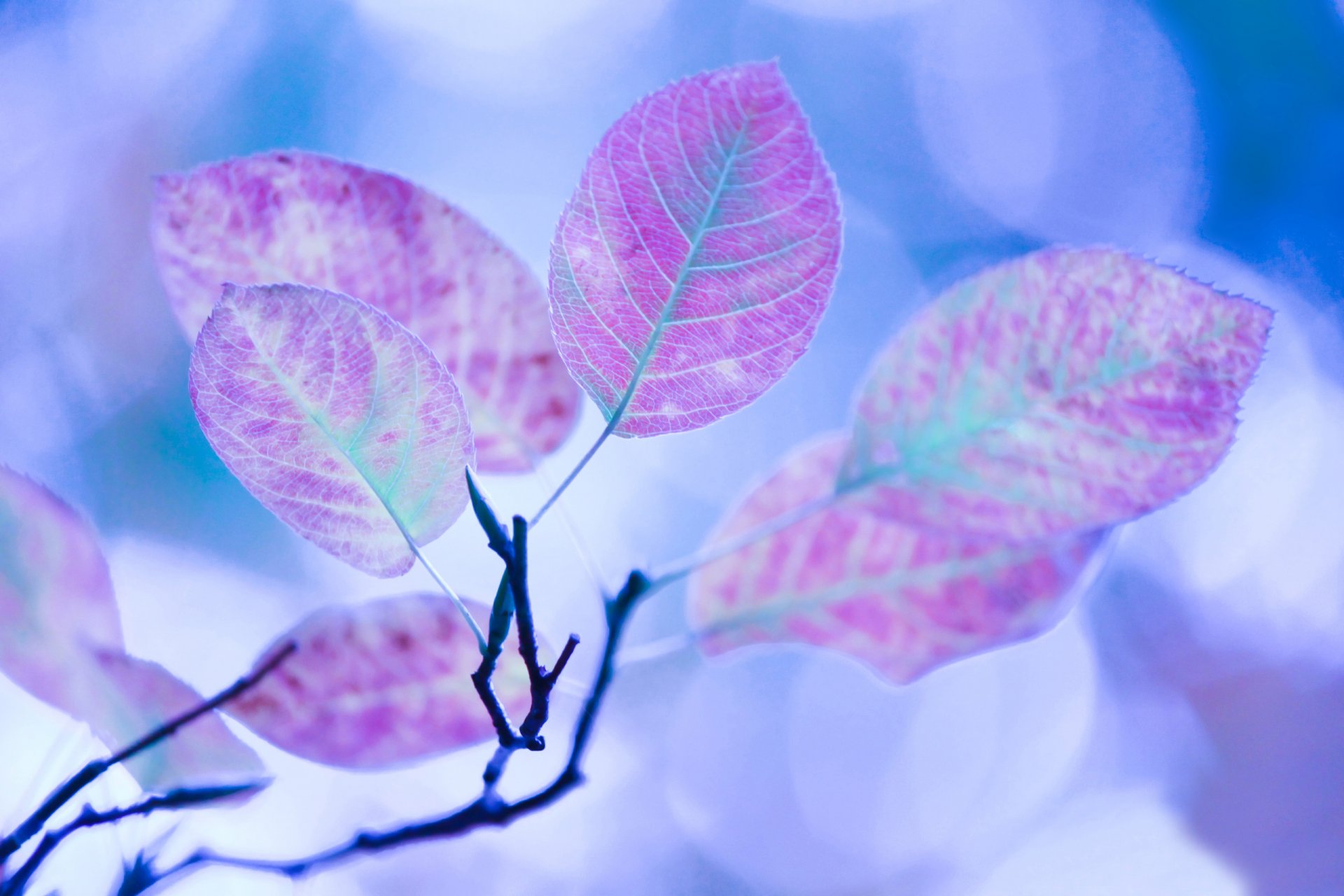 zweig blätter makro herbst verarbeitung blendung licht farben