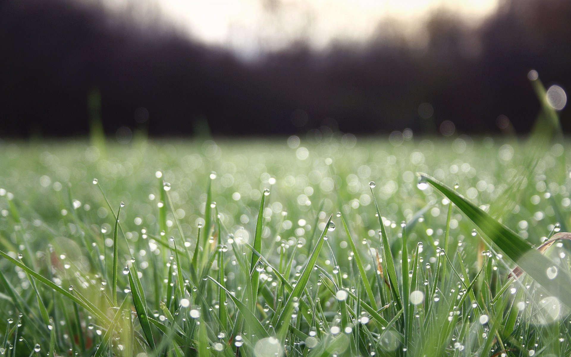 grass green drops rosa water freshness nature close up