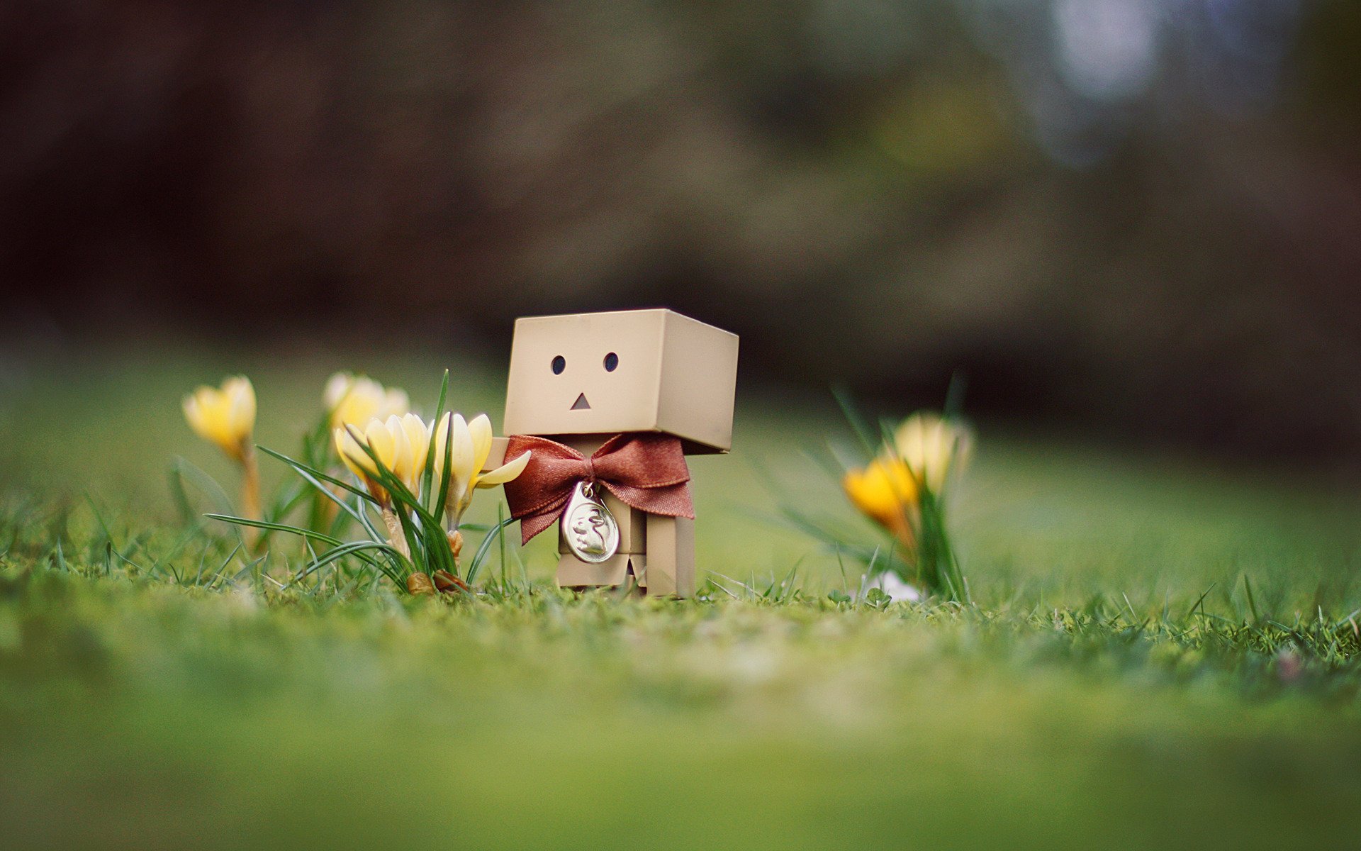 danbo człowiek niespodzianka kwiaty krokusy trawa wiosna