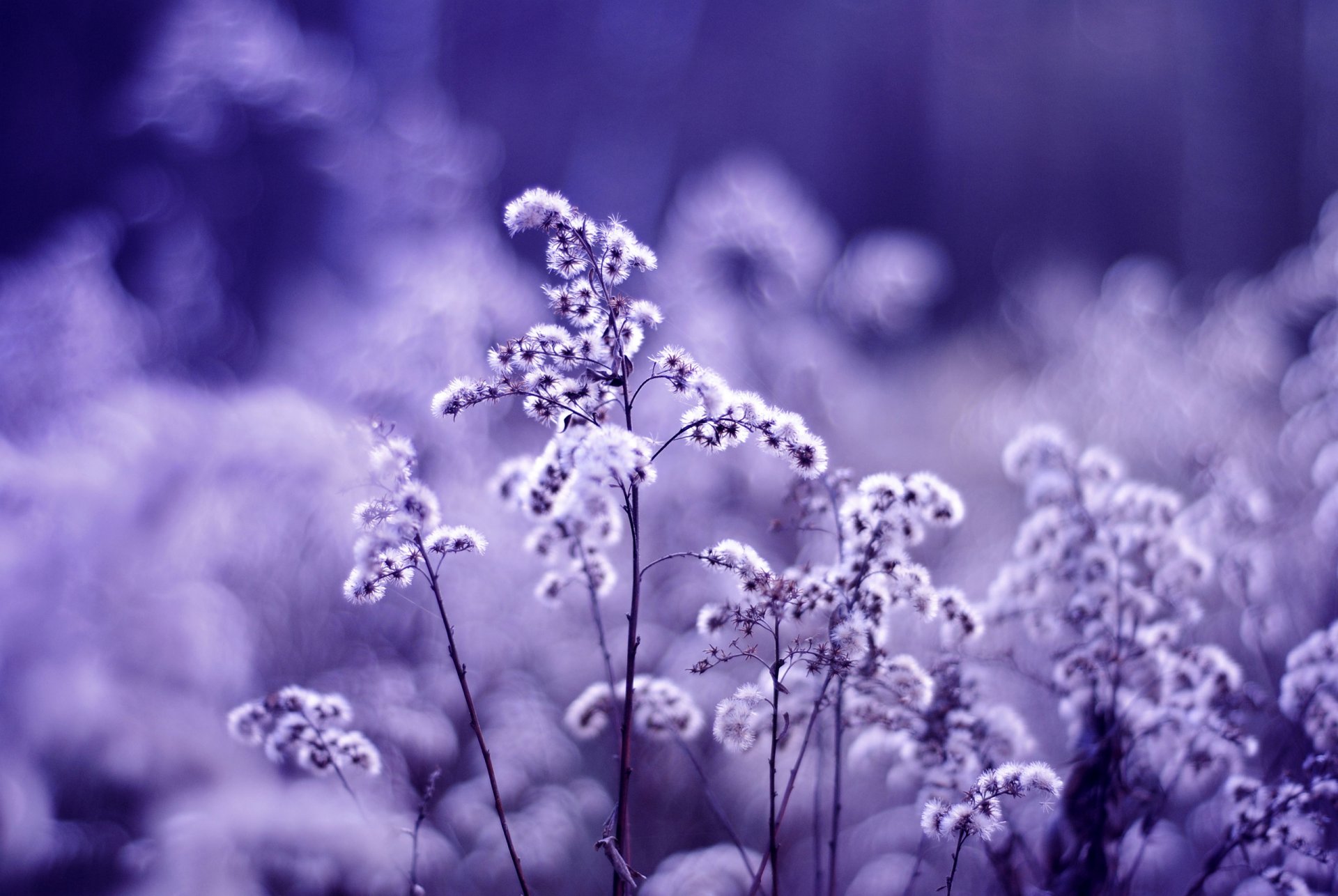 pflanzen pflanze lila flieder blumen trockenfarbe blendung unschärfe farbe makro