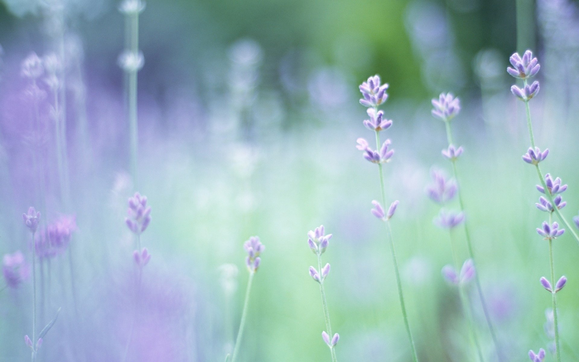 lavendel blumen lichtung grüns pflanzen makro frühling unschärfe fokus