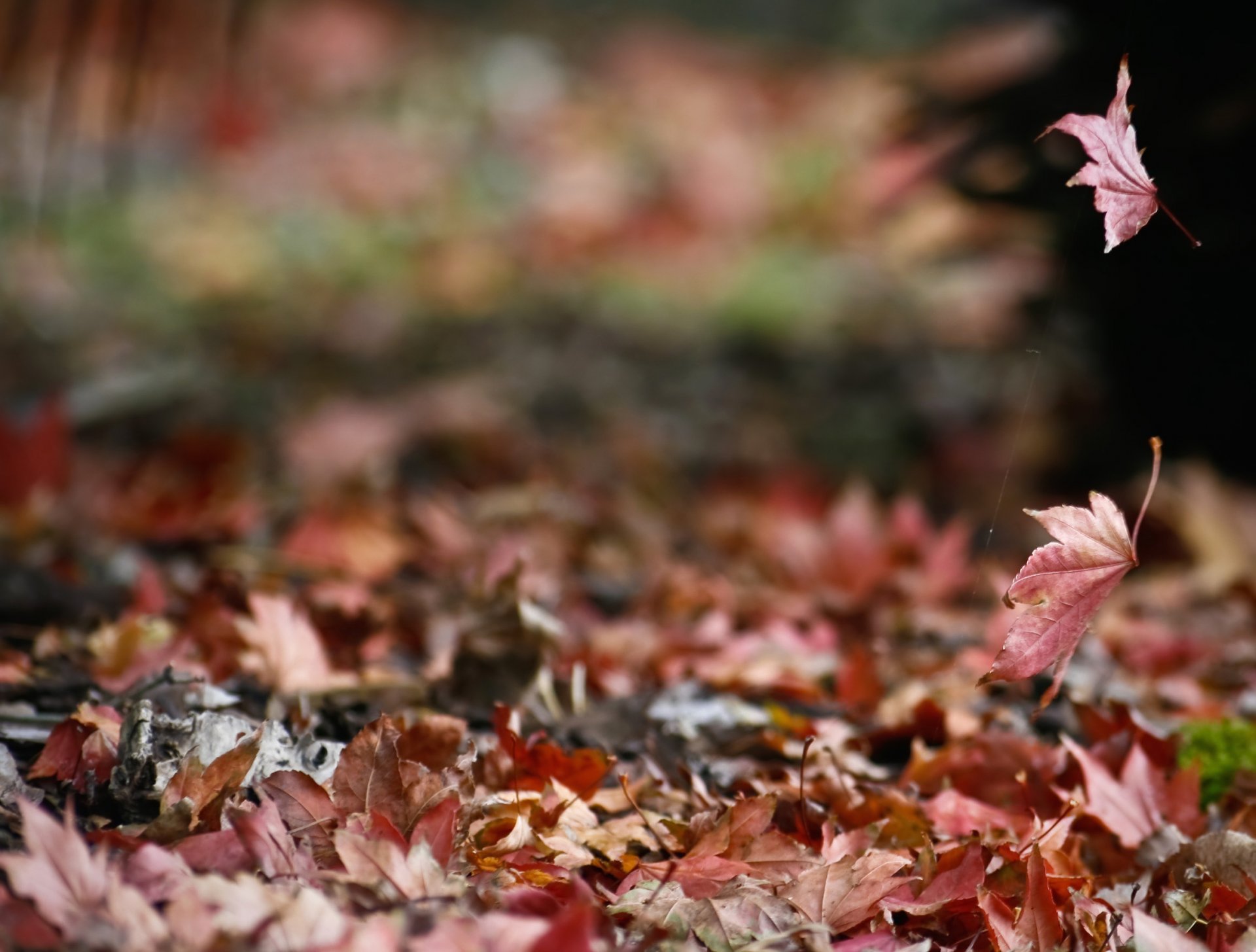 natur herbst laub spinnennetz