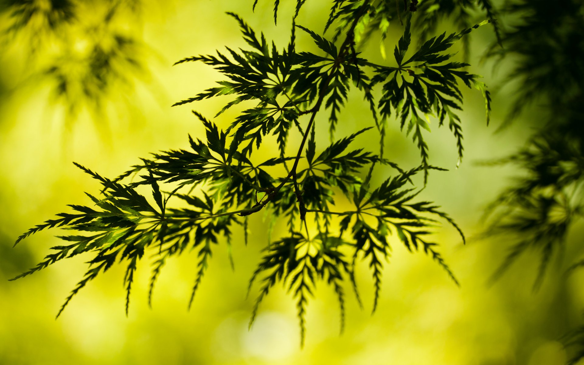 plante feuilles feuillage brindille verdure