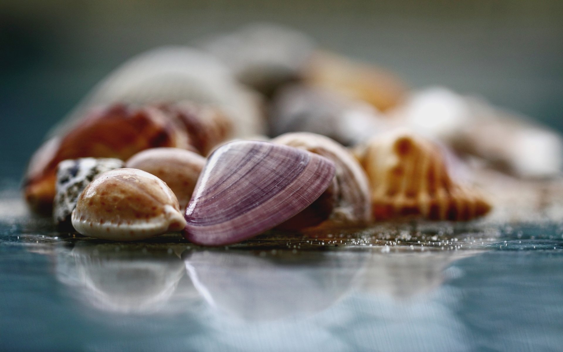 macro foto superficie vetro conchiglie sfocatura sfondo carta da parati