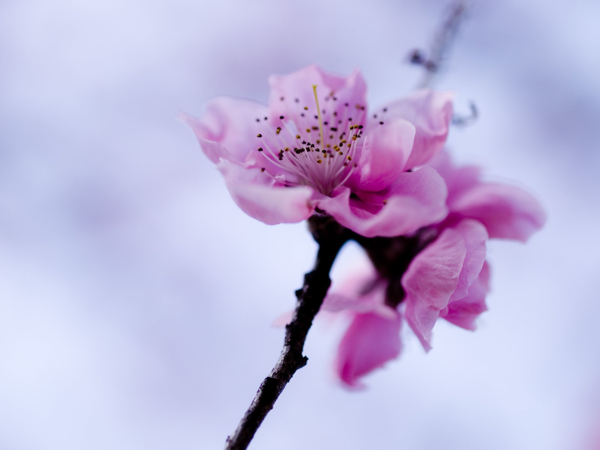 flower pink sakura branch sky spring