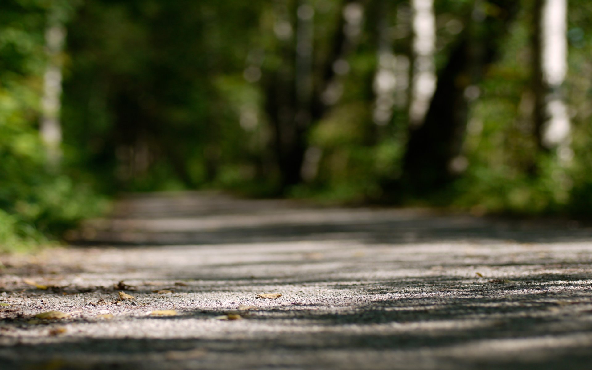 park track blur tree green close up effect focus leaves