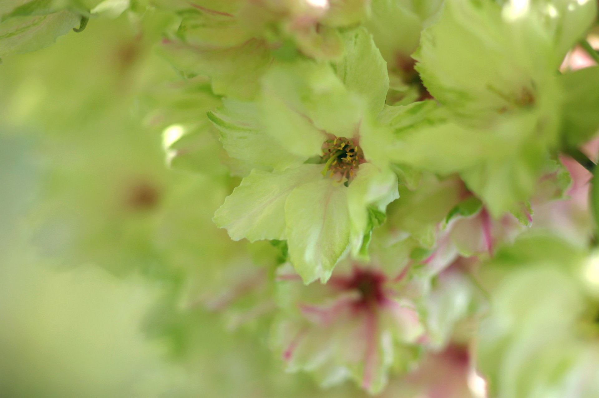 flower spring bloom tender light green blur close up green sakura