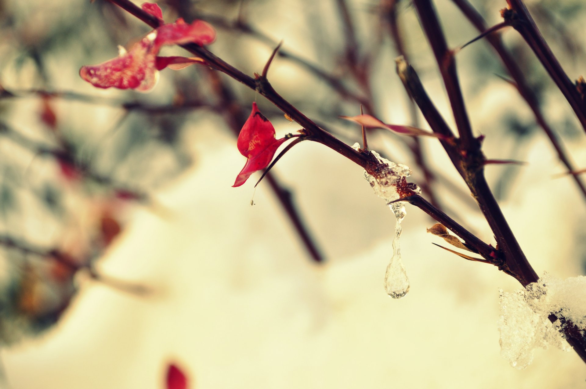 close up branch bush tree next drops frost sheet snow spring