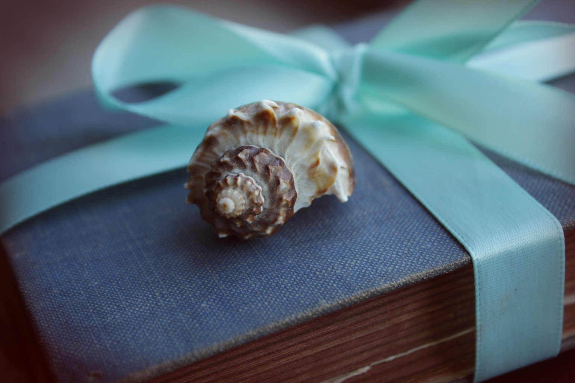 shell shell caja cinta azul regalo macro