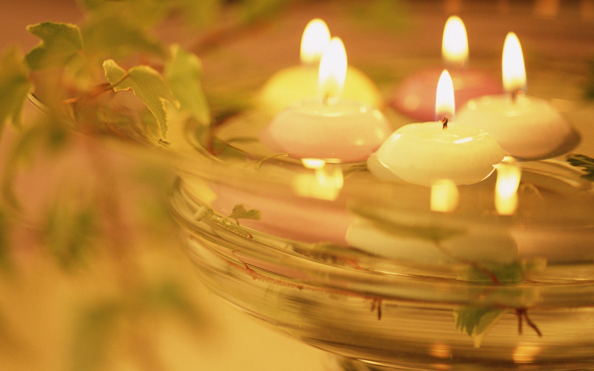 bougies eau lumière chaleur plante romance