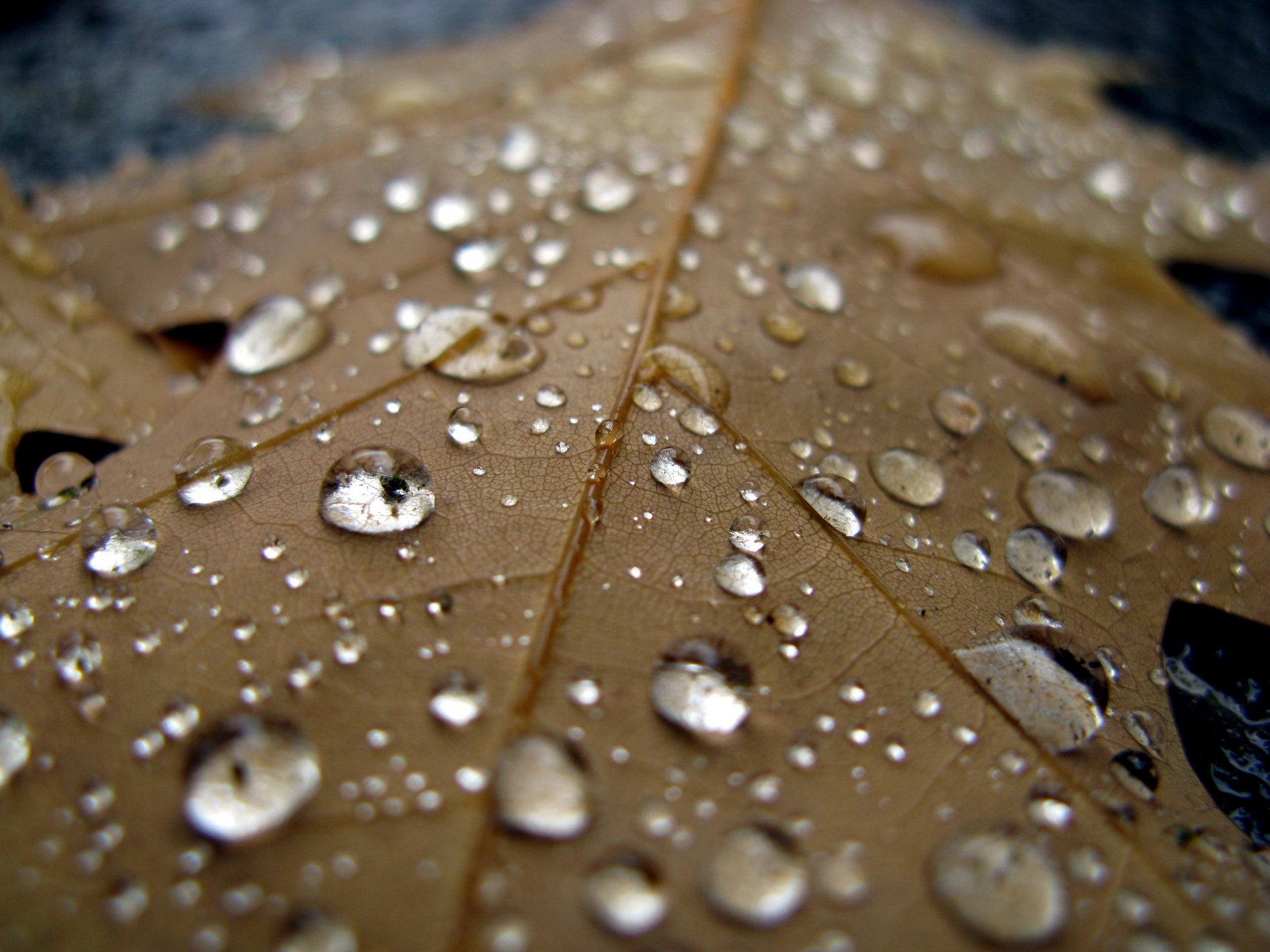 foglia gocce acqua pioggia fresco macro autunno