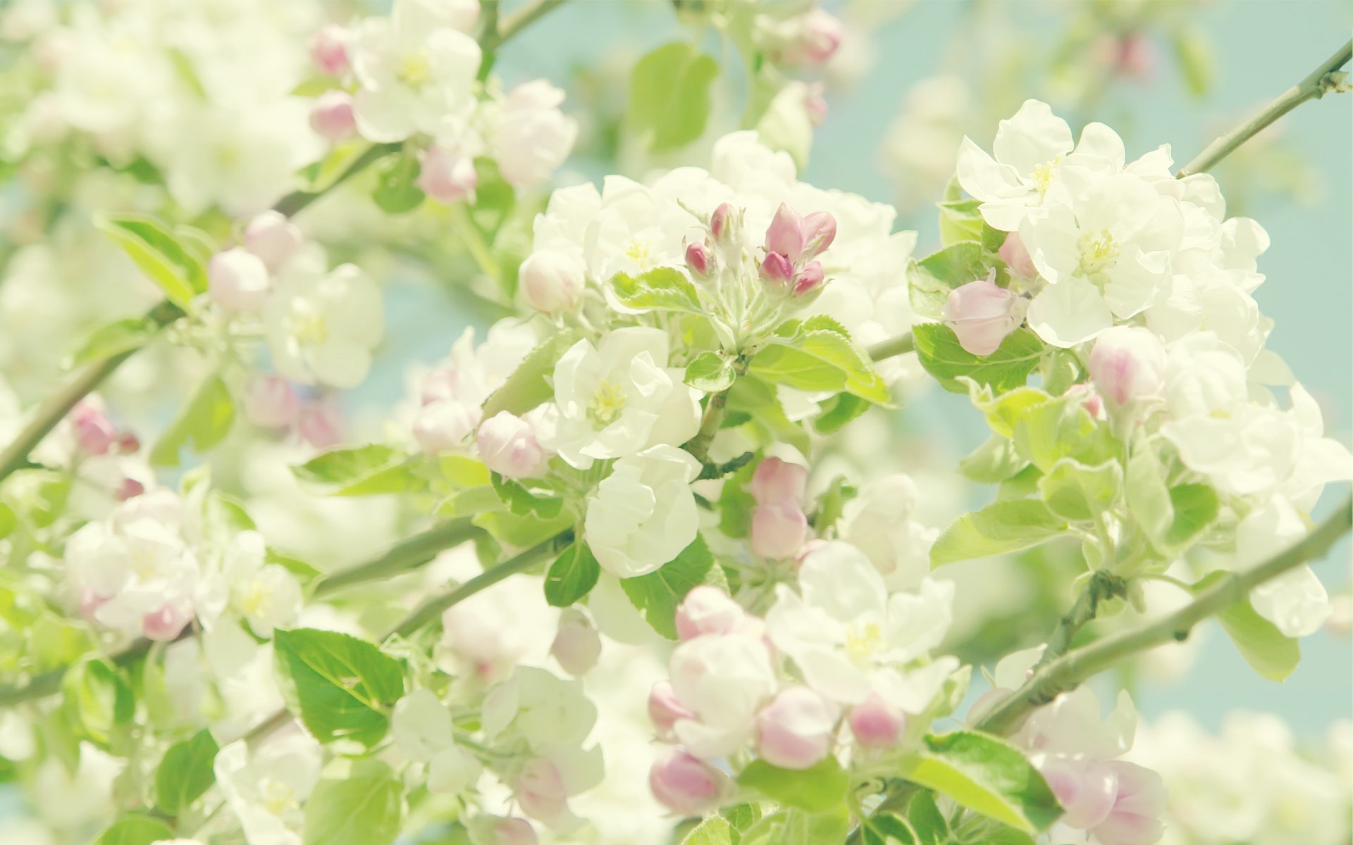 blumen blütenblätter zweige blätter apfelbaum 100 %