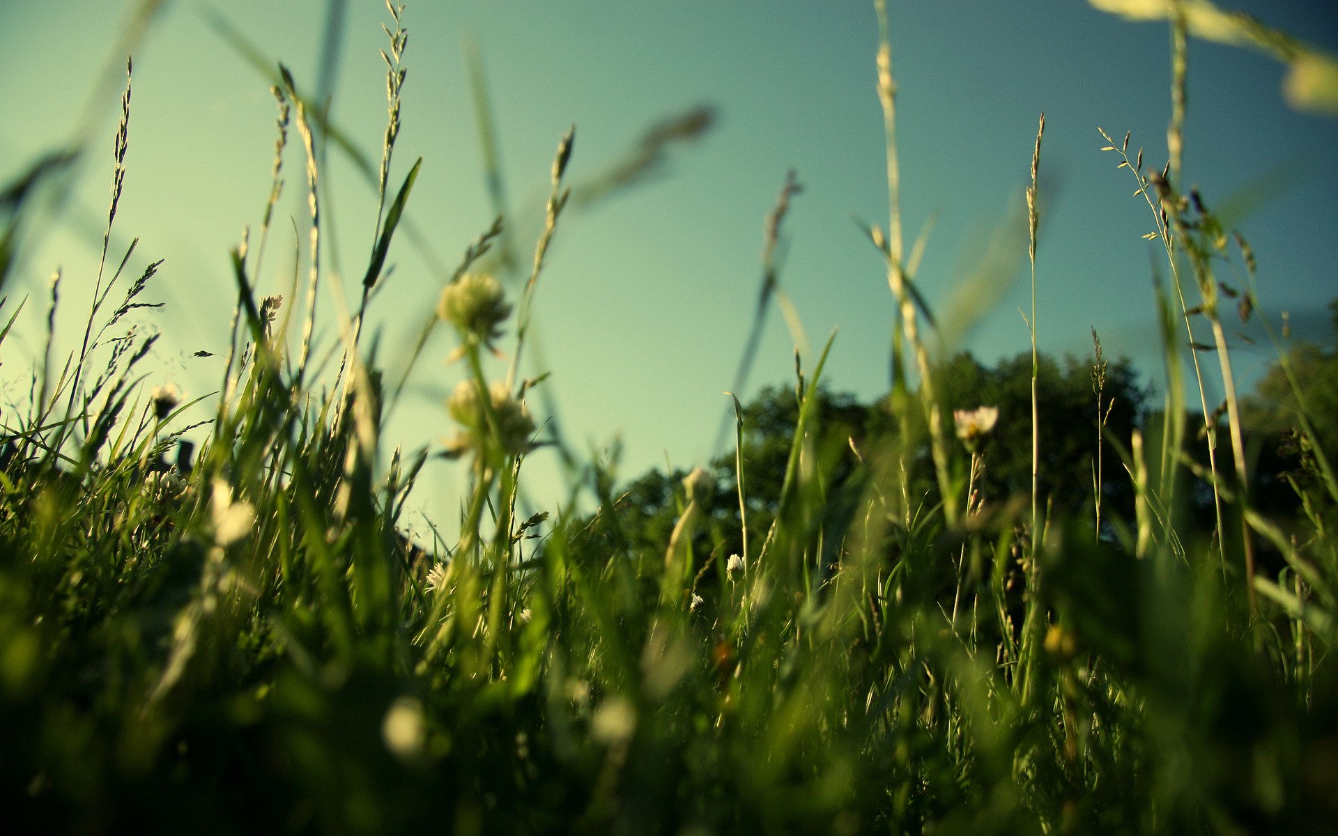 nature herbe pelouse verdure champ été gros plan