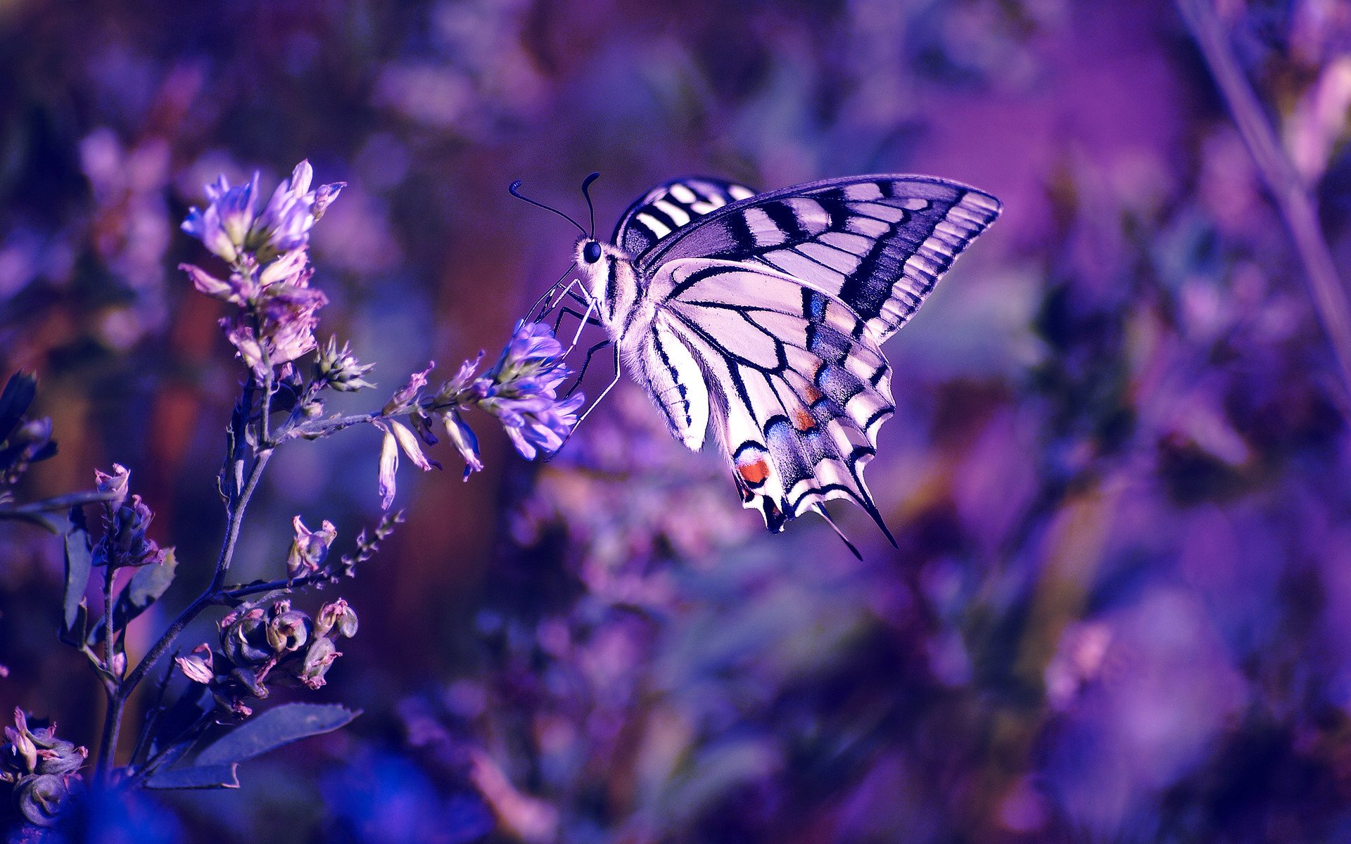 schmetterling blumen blume insekt pflanzen makro farbe flieder lila lila