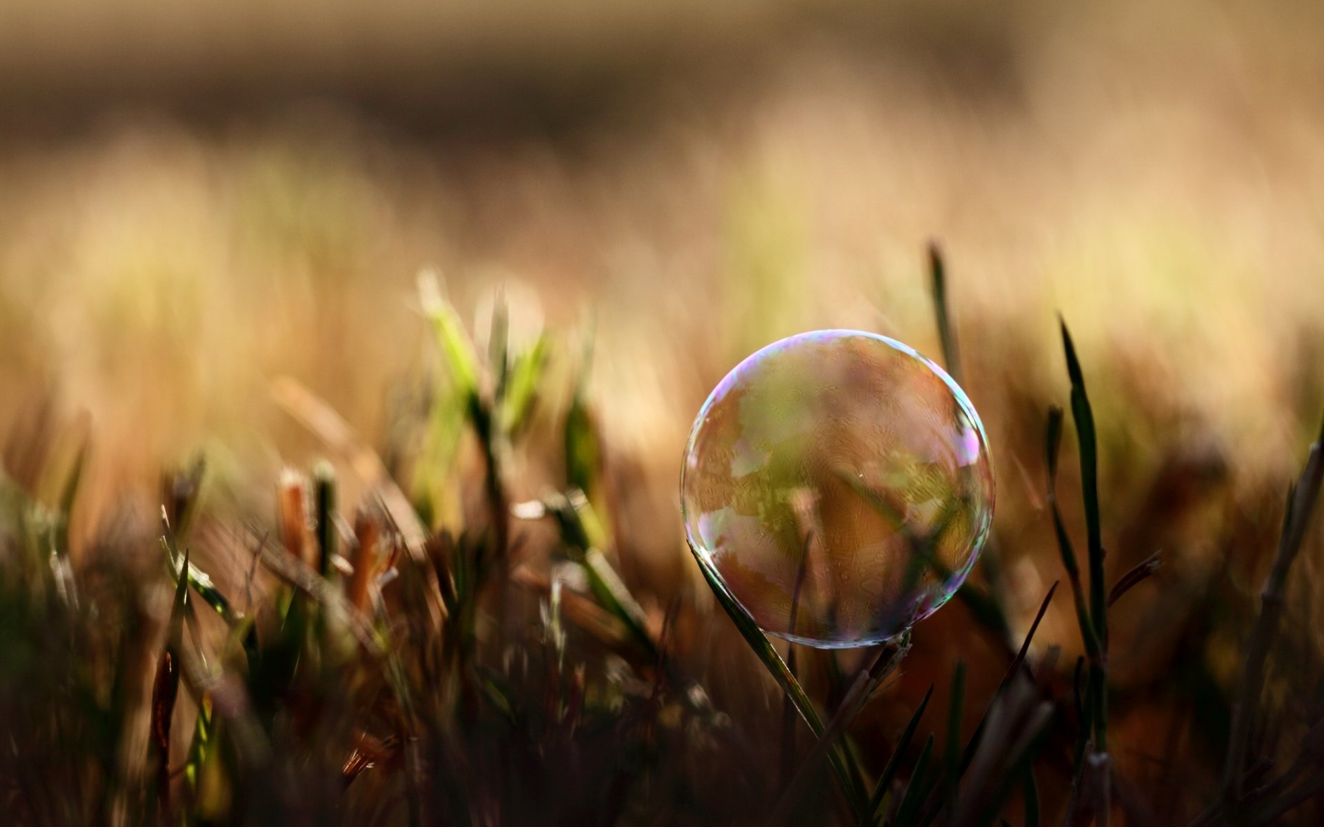 grass plants nature summer soap bubble light shadow photo macro background wallpaper