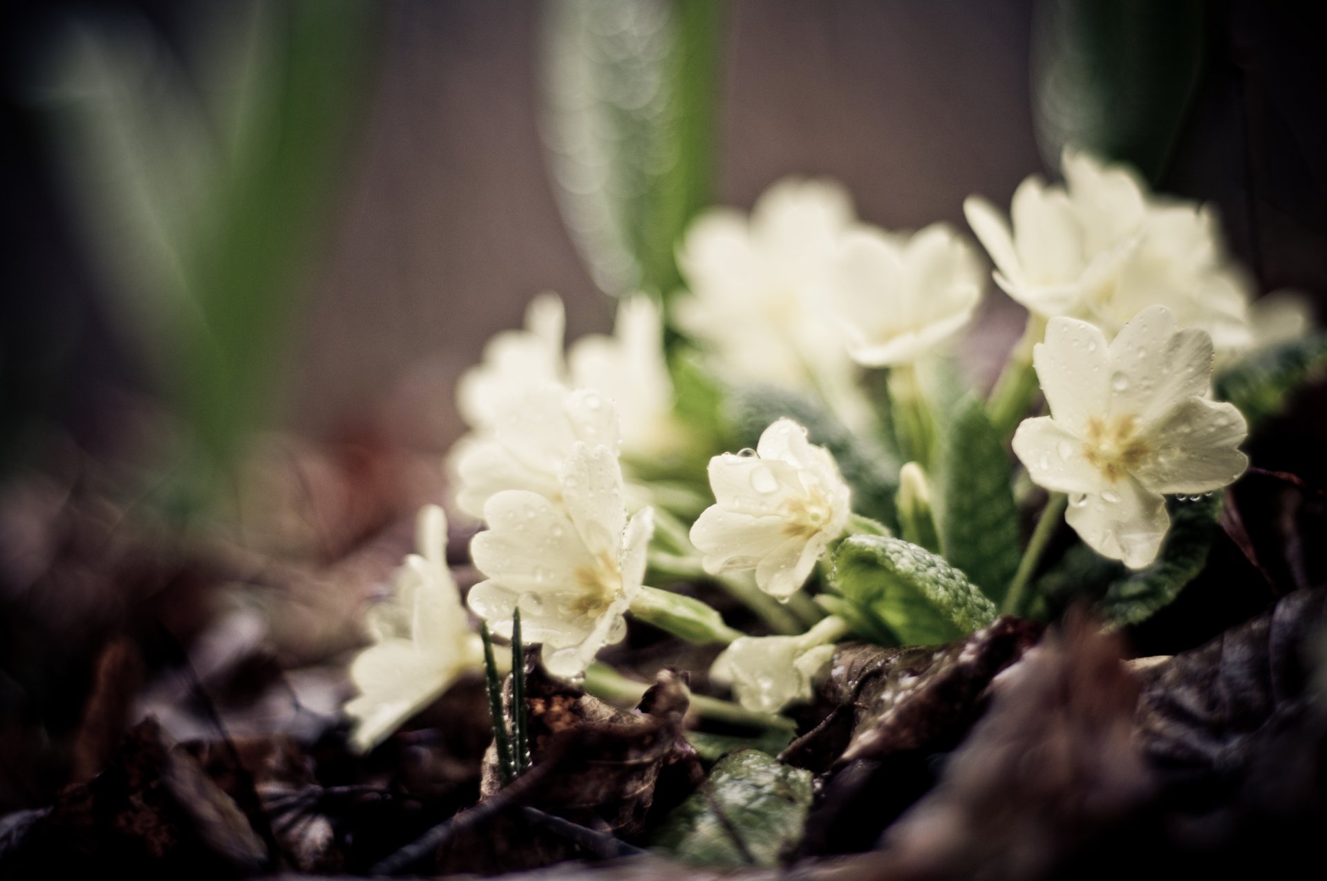 fiori bianco terra foglie verde piante gocce primavera messa a fuoco macro