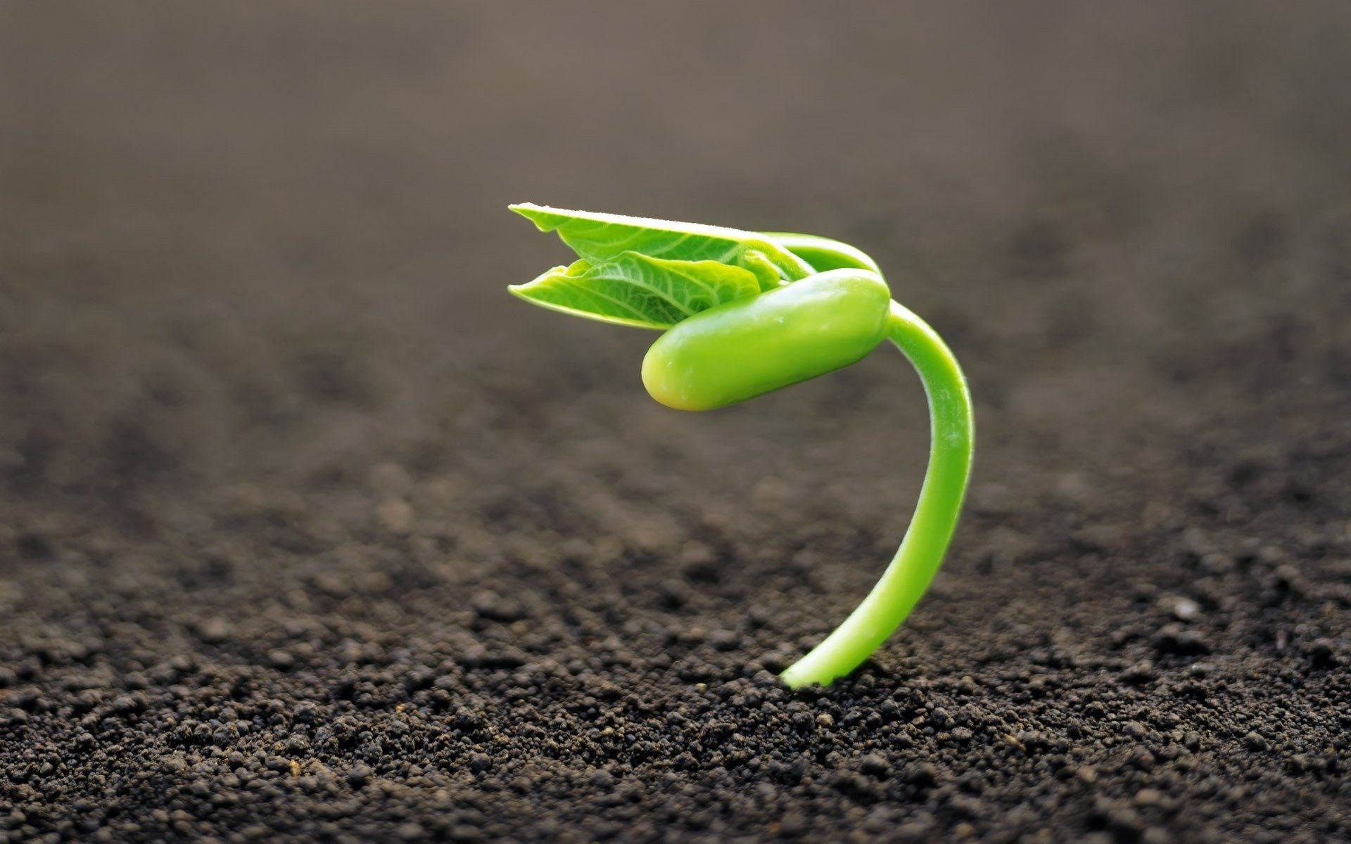 macro fond terre pousse plante mise au point