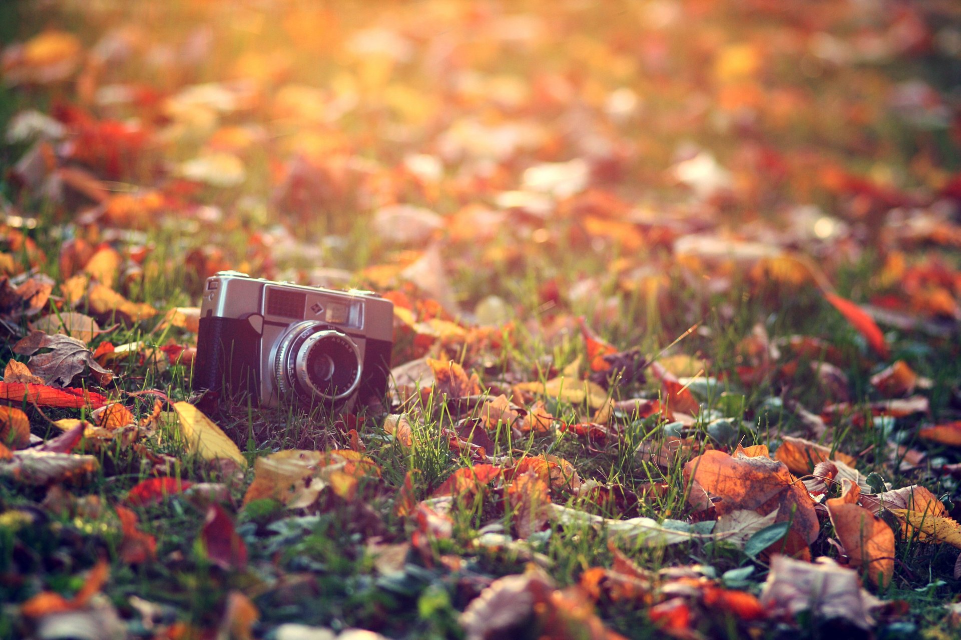 appareil photo feuilles herbe automne lumière soleil chaleur traitement gros plan