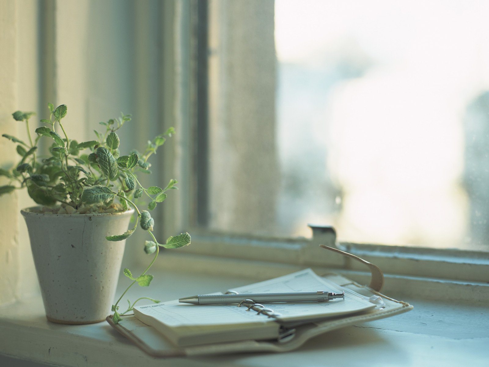 fenêtre fleur plante cahier agenda bloc-notes stylo réflexion lumière jour