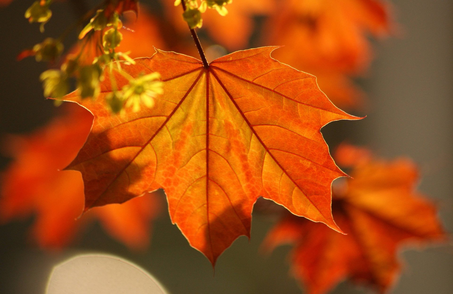 macro hojas arce otoño